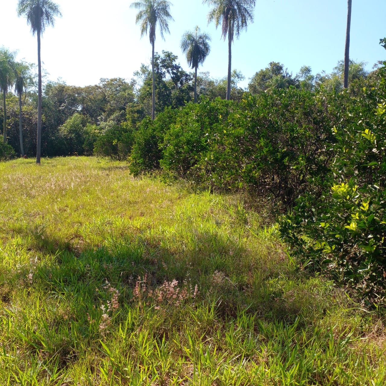 Árboles frutales