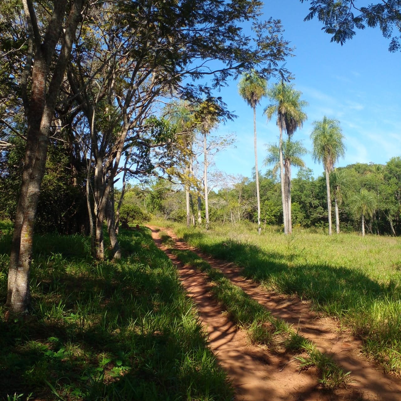 Camino interno entre palmeras